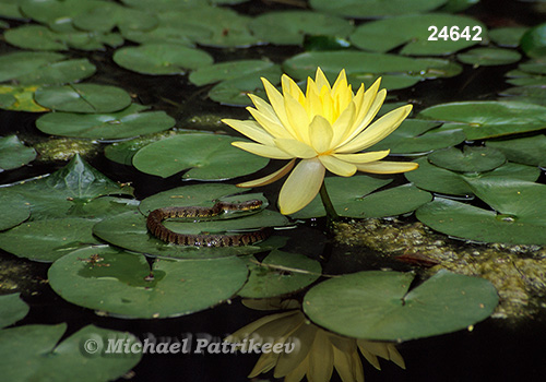 Yellow Water-lily (Nymphaea mexicana)